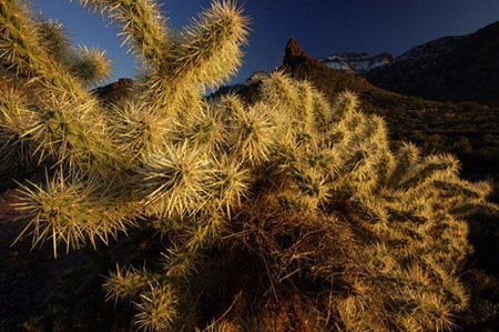 A bird's nest precariously situated within the needles of a teddy bear cholla